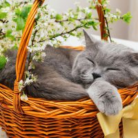 Sorteo cesta de Navidad