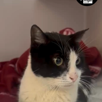 Ayuda para la Blanqueta 🩷